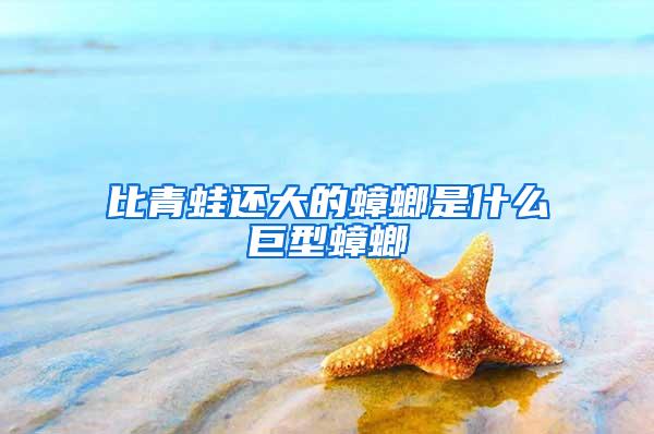 比青蛙還大的蟑螂是什么巨型蟑螂