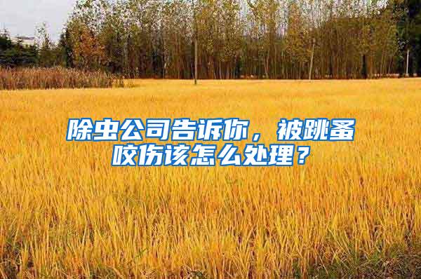 除蟲公司告訴你，被跳蚤咬傷該怎么處理？