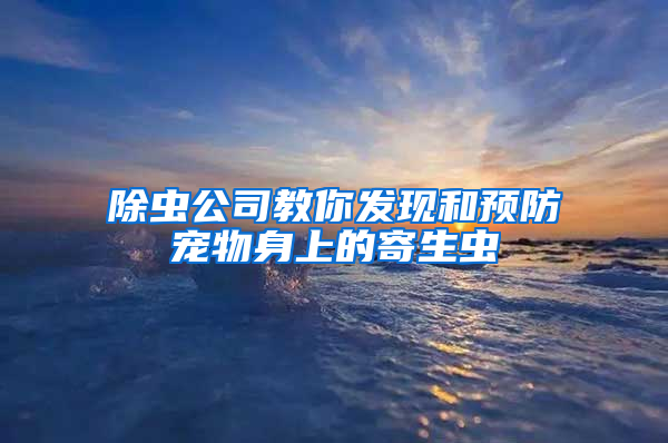 除蟲公司教你發現和預防寵物身上的寄生蟲
