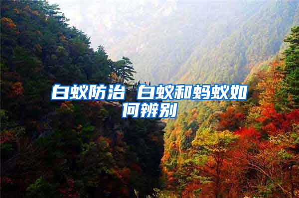 白蟻防治 白蟻和螞蟻如何辨別