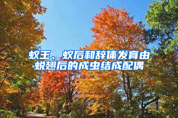 蟻王、蟻后和辭體發育由蛻翅后的成蟲結成配偶