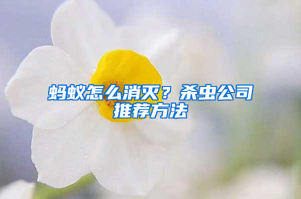 螞蟻怎么消滅？殺蟲公司推薦方法