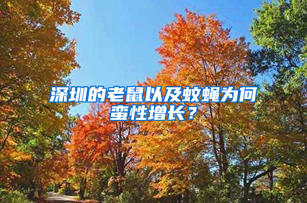深圳的老鼠以及蚊蠅為何蠻性增長?