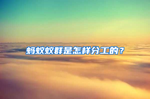 螞蟻蟻群是怎樣分工的？