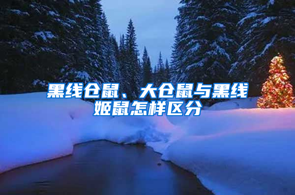 黑線倉鼠、大倉鼠與黑線姬鼠怎樣區(qū)分