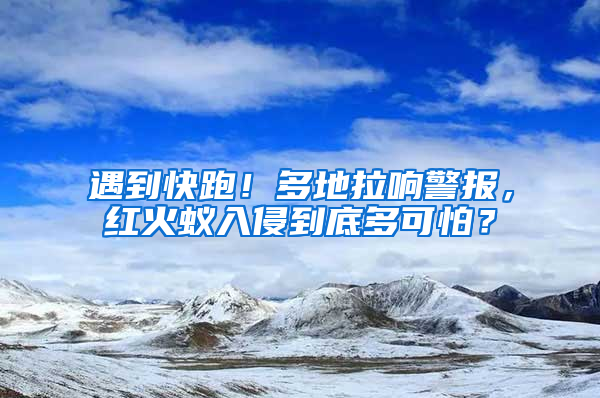 遇到快跑!多地拉響警報,紅火蟻入侵到底多可怕?