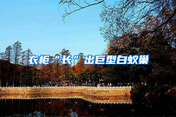 衣柜“長(zhǎng)”出巨型白蟻巢