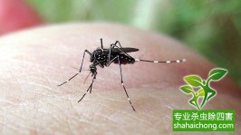 寨卡病毒蔓延全球或成真,家里如何做到沒蚊子
