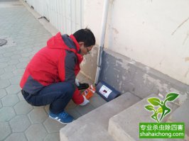 老鼠怎么殺？滅鼠公司有辦法