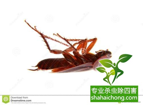 家里有蟑螂怎么辦,蟑螂怎么消滅 殺蟑螂公司怎么樣滅蟑螂
