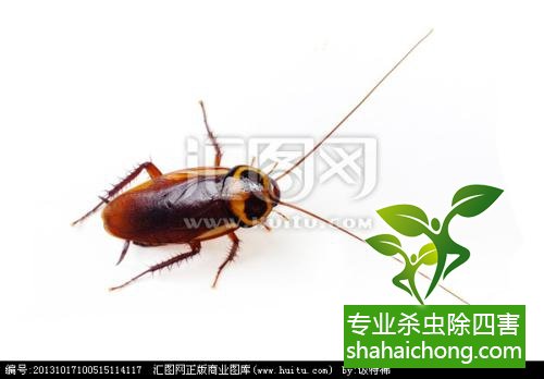 家里有蟑螂怎么辦,蟑螂怎么消滅 殺蟑螂公司怎么樣滅蟑螂