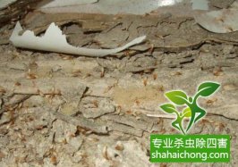 深圳白蟻防治白蟻對農作物、林木及園藝作物的危害