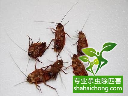 家里有蟑螂怎么辦,蟑螂怎么消滅 殺蟑螂公司怎么樣滅蟑螂