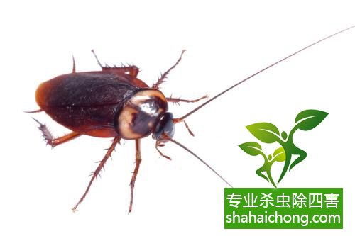 家里有蟑螂怎么辦,蟑螂怎么消滅 殺蟑螂公司怎么樣滅蟑螂