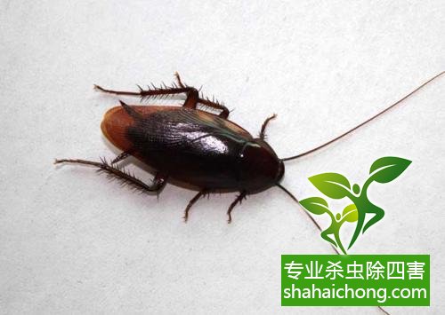 家里有蟑螂怎么辦,蟑螂怎么消滅 殺蟑螂公司怎么樣滅蟑螂