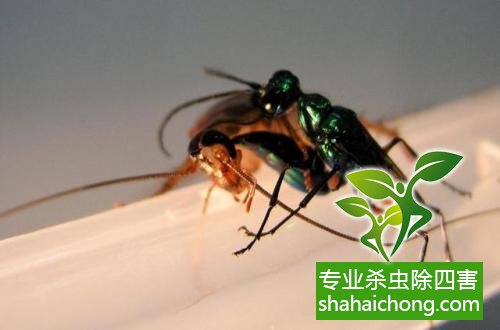 家里有蟑螂怎么辦,蟑螂怎么消滅 殺蟑螂公司怎么樣滅蟑螂