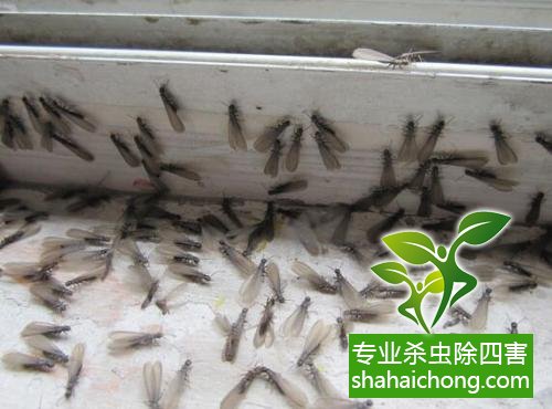 白蟻怎么治,白蟻防治方法