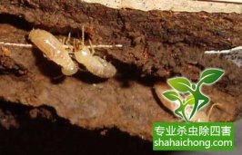 深圳白蟻防治公司解說白蟻危害對高層建筑的影響