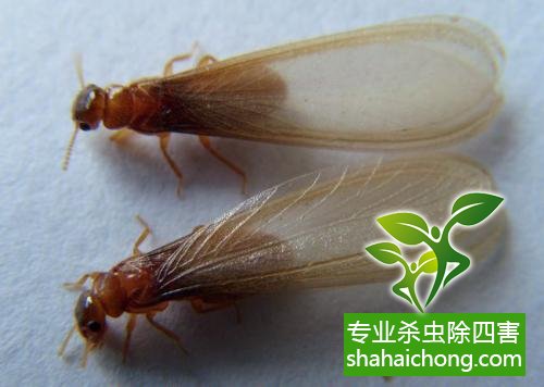 白蟻怎么治,白蟻防治方法