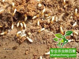 深圳白蟻防治：專家對房屋木構件及木家具的滅蟻方法