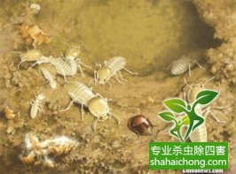 深圳白蟻防治公司的新增業務內容：熏蒸服務
