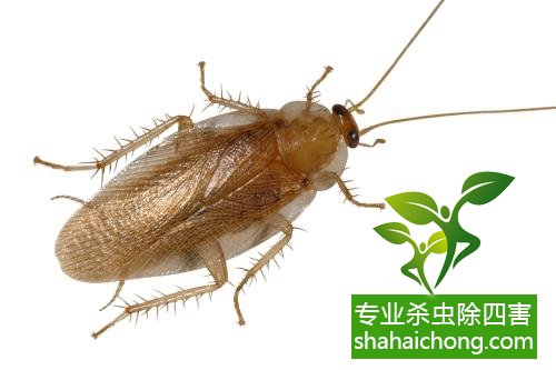 除蟑螂滅蟑螂的方法 如何消滅蟑螂,怎么樣滅除蟑螂