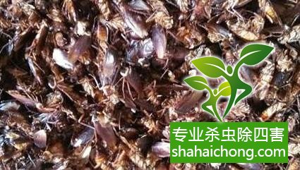 除蟑螂滅蟑螂的方法 如何消滅蟑螂,怎么樣滅除蟑螂