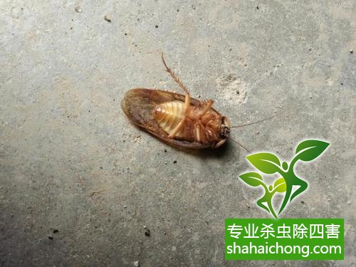 除蟑螂滅蟑螂的方法 如何消滅蟑螂,怎么樣滅除蟑螂