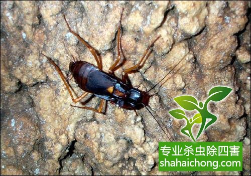 家里有蟑螂怎么辦,蟑螂怎么消滅 殺蟑螂公司怎么樣滅蟑螂