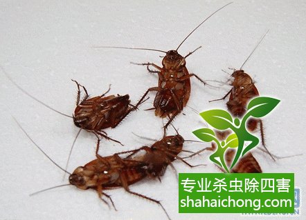 家里有蟑螂怎么辦,蟑螂怎么消滅 殺蟑螂公司怎么樣滅蟑螂