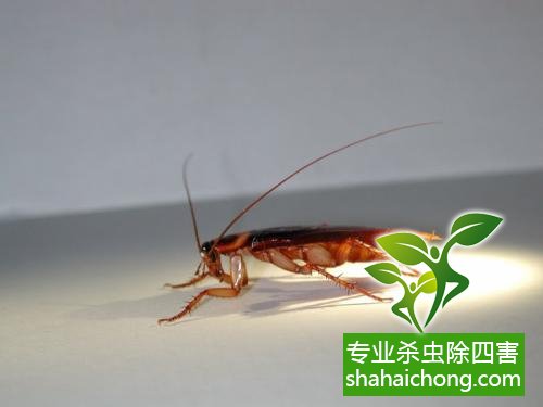 家里有蟑螂怎么辦,蟑螂怎么消滅 殺蟑螂公司怎么樣滅蟑螂