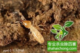 深圳白蟻防治對(duì)室外建筑的滅治方法