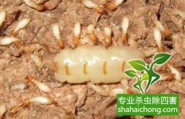 深圳白蟻防治：主要生活在木材或樹干、樹根內(nèi)