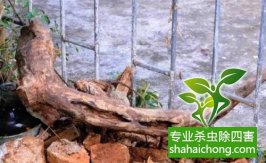 深圳白蟻防治工作對白蟻生物學(xué)特性研究