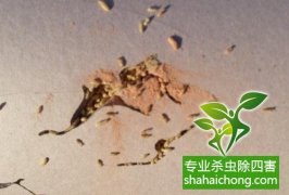 深圳白蟻防治公司 白蟻飛光了，是不是就不要防治了？-