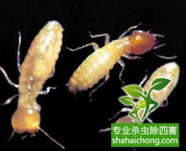 深圳白蟻防治公司對白蟻有著科學認識