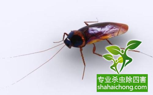 除蟑螂滅蟑螂的方法 如何消滅蟑螂,怎么樣滅除蟑螂