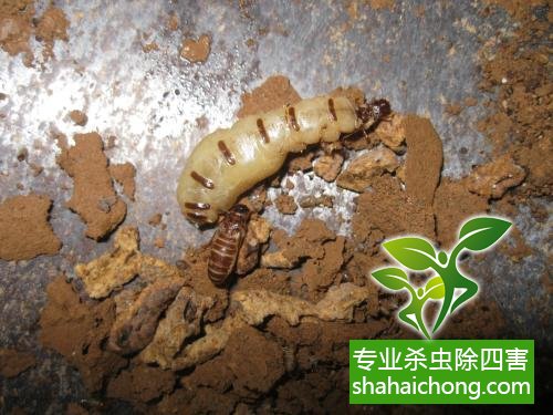 防治白蟻,白蟻防治方法 白蟻怎么治,怎么防治白蟻方法