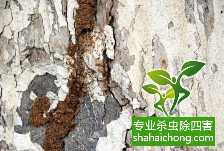防治白蟻,白蟻防治方法 白蟻怎么治,怎么防治白蟻方法