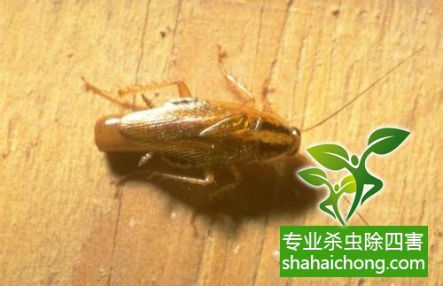 殺蟑螂公司怎么樣滅蟑螂