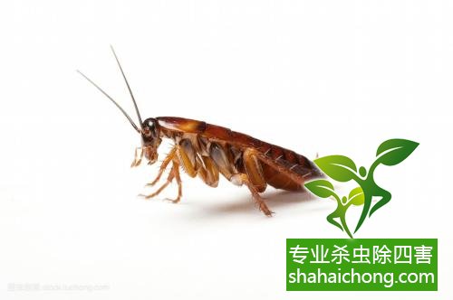殺蟑螂公司怎么樣滅蟑螂