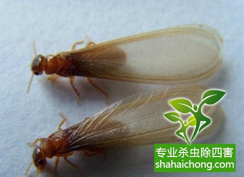白蟻怎么治,白蟻防治方法
