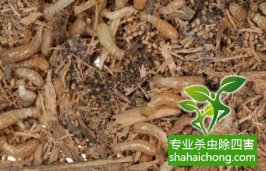 深圳白蟻防治白蟻產品未來開發利用分析