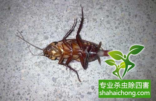 除蟑螂滅蟑螂的方法 如何消滅蟑螂,怎么樣滅除蟑螂