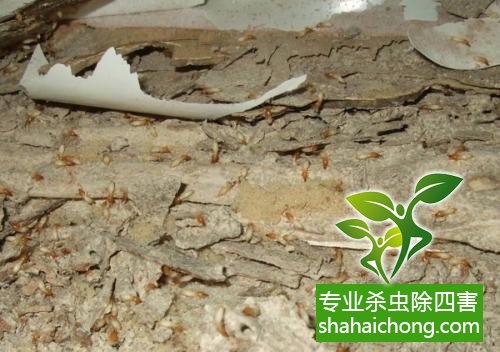 防治白蟻,白蟻防治方法 白蟻怎么治,怎么防治白蟻方法