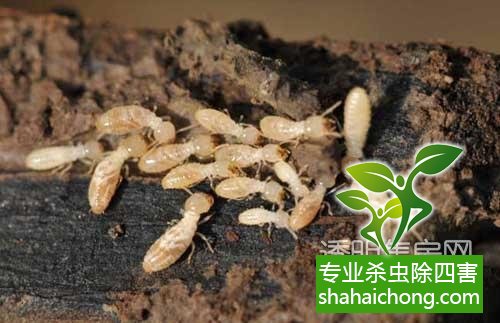 防治白蟻,白蟻防治方法 白蟻怎么治,怎么防治白蟻方法