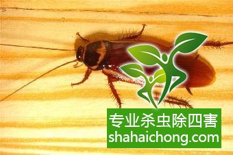 家里有蟑螂怎么辦,蟑螂怎么消滅 殺蟑螂公司怎么樣滅蟑螂