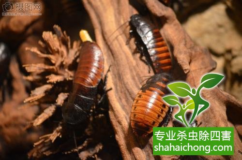 殺蟑螂公司怎么樣滅蟑螂