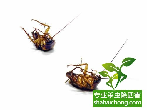 殺蟑螂公司怎么樣滅蟑螂
