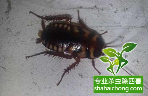 殺蟑螂公司怎么樣滅蟑螂
